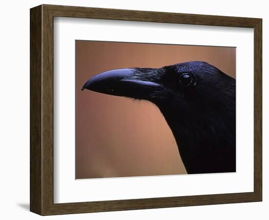 Stoic-Art Wolfe-Framed Photographic Print