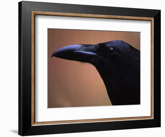 Stoic-Art Wolfe-Framed Photographic Print