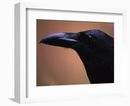 Stoic-Art Wolfe-Framed Photographic Print