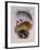 Stokes Hummingbird, Eustephanus Stokesi-John Gould-Framed Giclee Print