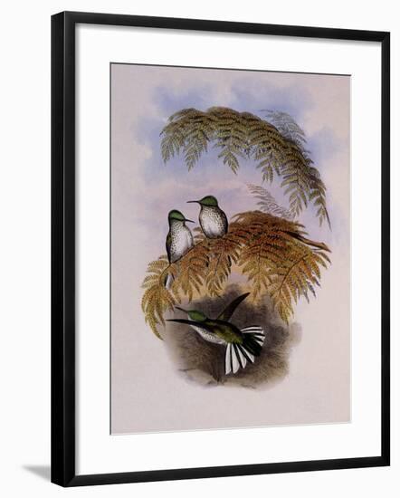 Stokes Hummingbird, Eustephanus Stokesi-John Gould-Framed Giclee Print