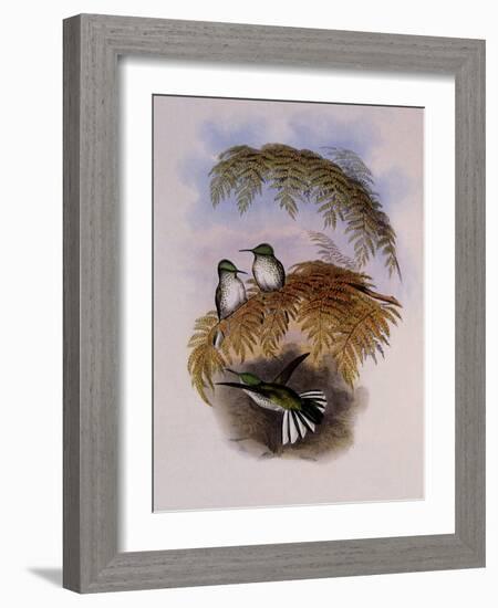 Stokes Hummingbird, Eustephanus Stokesi-John Gould-Framed Giclee Print