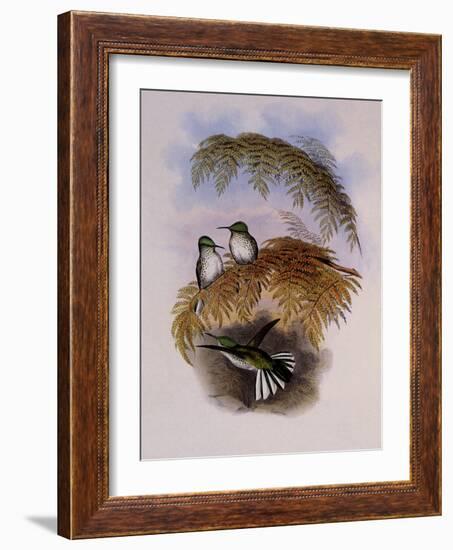 Stokes Hummingbird, Eustephanus Stokesi-John Gould-Framed Giclee Print