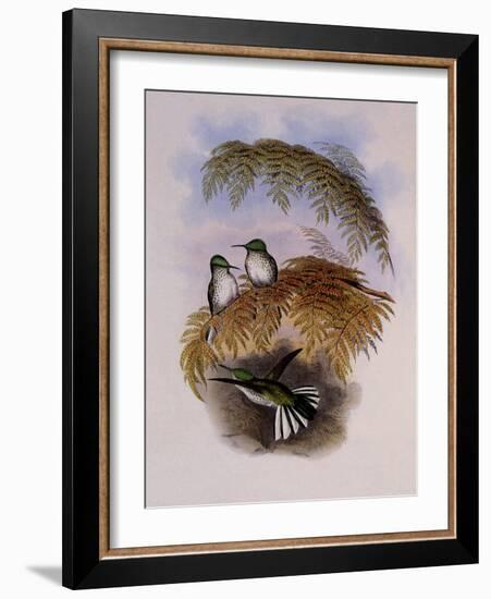 Stokes Hummingbird, Eustephanus Stokesi-John Gould-Framed Giclee Print