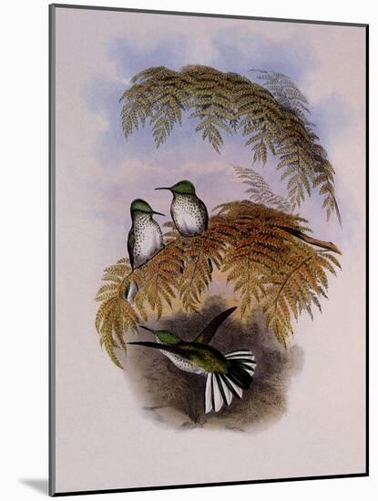 Stokes Hummingbird, Eustephanus Stokesi-John Gould-Mounted Giclee Print