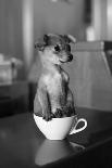 Puppy Dog in a Cup of Coffee-stokkete-Premier Image Canvas