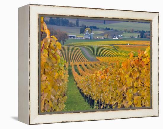 Stoller Vineyard, Dundee, Yamhill County, Willamette Valley, Oregon, Usa-Janis Miglavs-Framed Premier Image Canvas