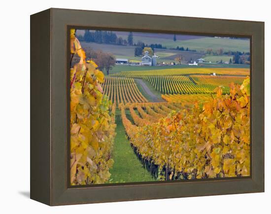 Stoller Vineyard, Dundee, Yamhill County, Willamette Valley, Oregon, Usa-Janis Miglavs-Framed Premier Image Canvas