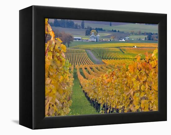 Stoller Vineyard, Dundee, Yamhill County, Willamette Valley, Oregon, Usa-Janis Miglavs-Framed Premier Image Canvas