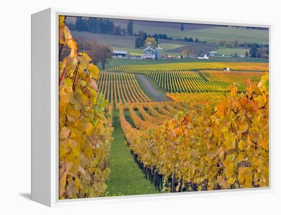 Stoller Vineyard, Dundee, Yamhill County, Willamette Valley, Oregon, Usa-Janis Miglavs-Framed Premier Image Canvas