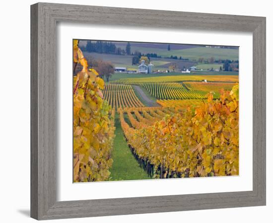 Stoller Vineyard, Dundee, Yamhill County, Willamette Valley, Oregon, Usa-Janis Miglavs-Framed Photographic Print