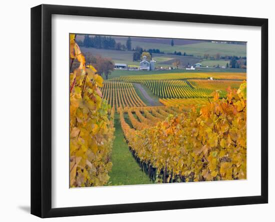 Stoller Vineyard, Dundee, Yamhill County, Willamette Valley, Oregon, Usa-Janis Miglavs-Framed Photographic Print