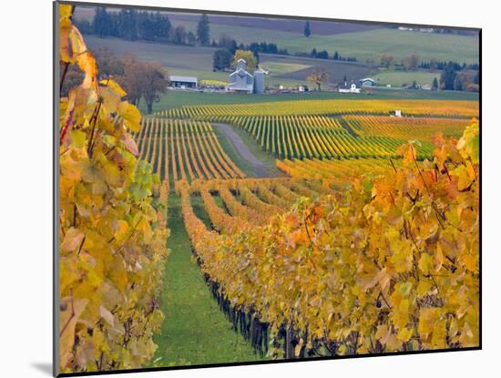 Stoller Vineyard, Dundee, Yamhill County, Willamette Valley, Oregon, Usa-Janis Miglavs-Mounted Photographic Print