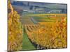 Stoller Vineyard, Dundee, Yamhill County, Willamette Valley, Oregon, Usa-Janis Miglavs-Mounted Photographic Print