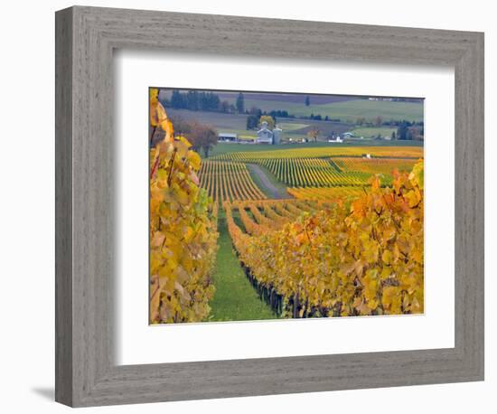 Stoller Vineyard, Dundee, Yamhill County, Willamette Valley, Oregon, Usa-Janis Miglavs-Framed Photographic Print