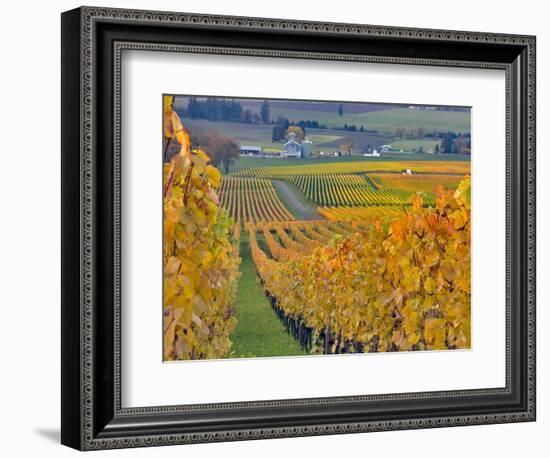 Stoller Vineyard, Dundee, Yamhill County, Willamette Valley, Oregon, Usa-Janis Miglavs-Framed Photographic Print