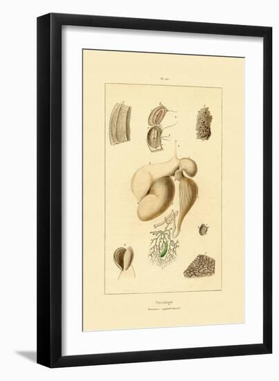 Stomach, 1833-39-null-Framed Giclee Print