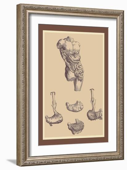 Stomach-Andreas Vesalius-Framed Art Print