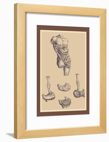 Stomach-Andreas Vesalius-Framed Art Print