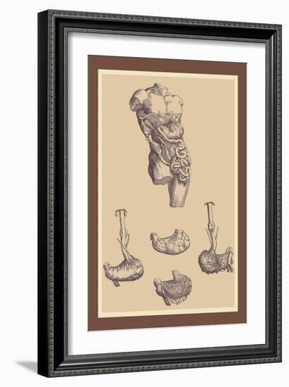 Stomach-Andreas Vesalius-Framed Art Print