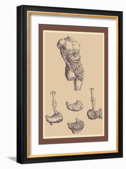 Stomach-Andreas Vesalius-Framed Art Print