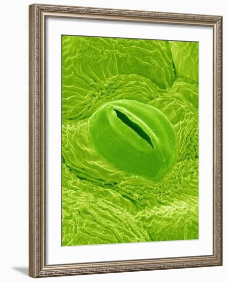 Stomata on a Camellia Leaf-Micro Discovery-Framed Photographic Print