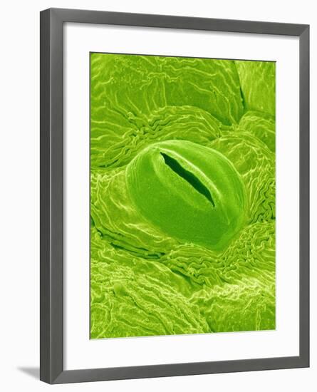 Stomata on a Camellia Leaf-Micro Discovery-Framed Photographic Print