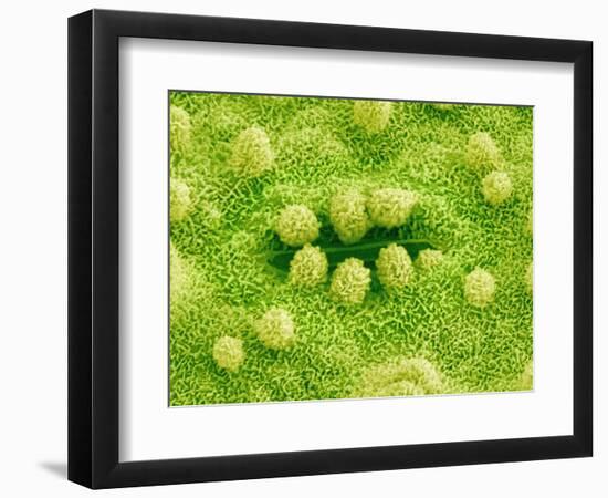 Stomata on Rice Plant Leaf-Micro Discovery-Framed Photographic Print