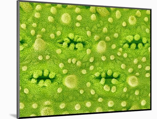 Stomata on Rice Plant Leaf-Micro Discovery-Mounted Photographic Print