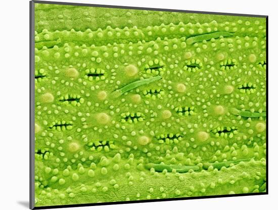 Stomata on Rice Plant Leaf-Micro Discovery-Mounted Photographic Print