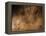 Stone-age Cave Art, Asturias, Spain-Javier Trueba-Framed Premier Image Canvas