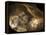 Stone-age Cave Paintings, Chauvet, France-Javier Trueba-Framed Premier Image Canvas