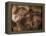 Stone-age Cave Paintings, Chauvet, France-Javier Trueba-Framed Premier Image Canvas