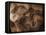 Stone-age Cave Paintings, Chauvet, France-Javier Trueba-Framed Premier Image Canvas