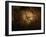 Stone-age Cave Paintings, Chauvet, France-Javier Trueba-Framed Photographic Print