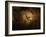 Stone-age Cave Paintings, Chauvet, France-Javier Trueba-Framed Photographic Print