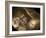 Stone-age Cave Paintings, Chauvet, France-Javier Trueba-Framed Photographic Print