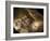 Stone-age Cave Paintings, Chauvet, France-Javier Trueba-Framed Photographic Print