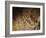 Stone-age Cave Paintings, Lascaux, France-Javier Trueba-Framed Photographic Print