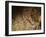 Stone-age Cave Paintings, Lascaux, France-Javier Trueba-Framed Photographic Print