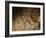 Stone-age Cave Paintings, Lascaux, France-Javier Trueba-Framed Photographic Print