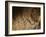 Stone-age Cave Paintings, Lascaux, France-Javier Trueba-Framed Photographic Print