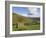 Stone Barns in Swaledale, Near Keld, Yorkshire Dales National Park, Yorkshire, England, UK-Neale Clarke-Framed Photographic Print