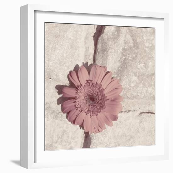 Stone Blossom I-Jason Johnson-Framed Photographic Print