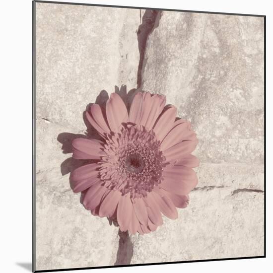 Stone Blossom I-Jason Johnson-Mounted Photographic Print