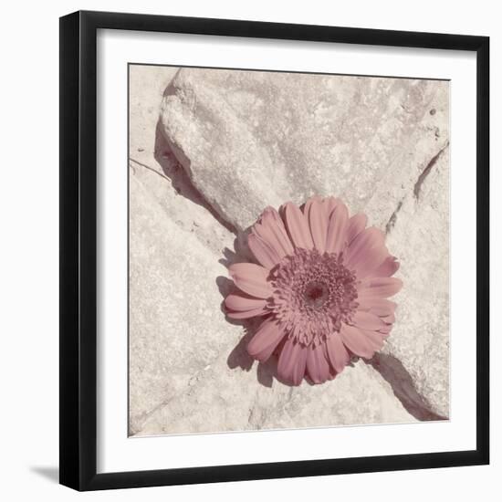 Stone Blossom II-Jason Johnson-Framed Photographic Print