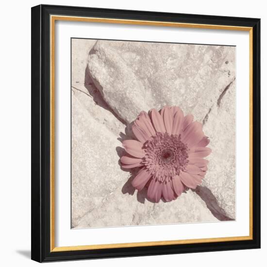 Stone Blossom II-Jason Johnson-Framed Photographic Print
