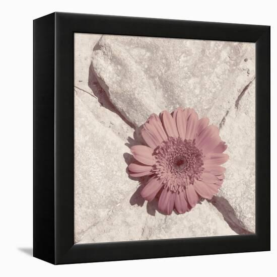 Stone Blossom II-Jason Johnson-Framed Premier Image Canvas
