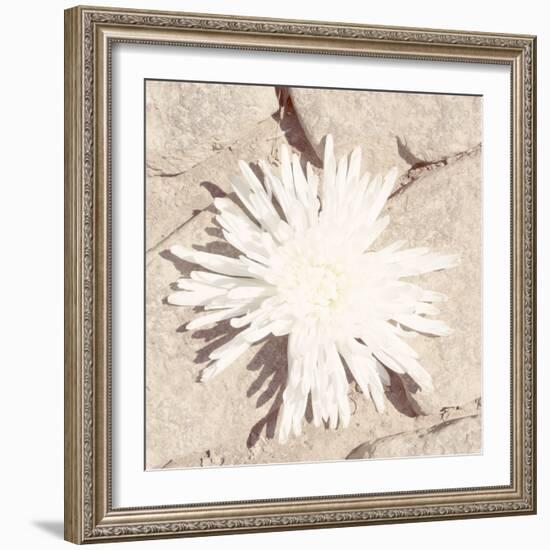 Stone Blossom III-Jason Johnson-Framed Photographic Print