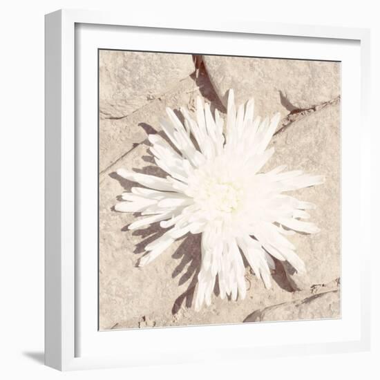 Stone Blossom III-Jason Johnson-Framed Photographic Print